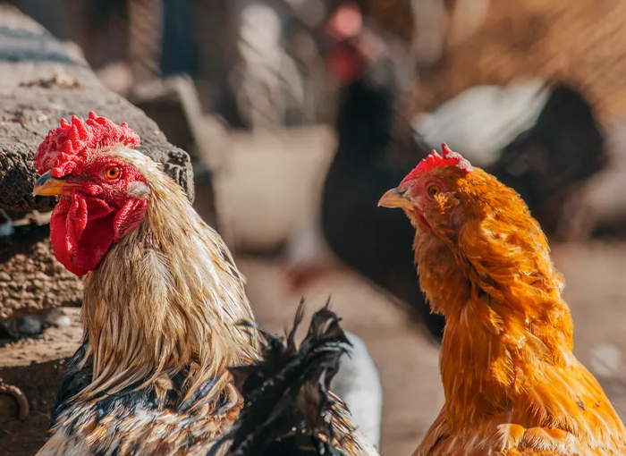 ¿MERECE LA PENA COMPRAR POLLO DE CORRAL?