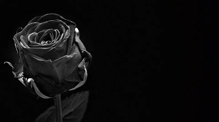 rosa