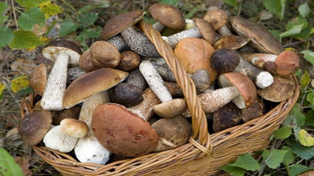 setas-boletus-