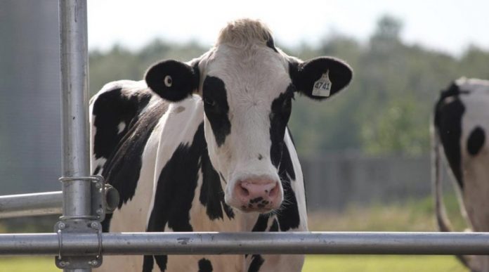 vaca