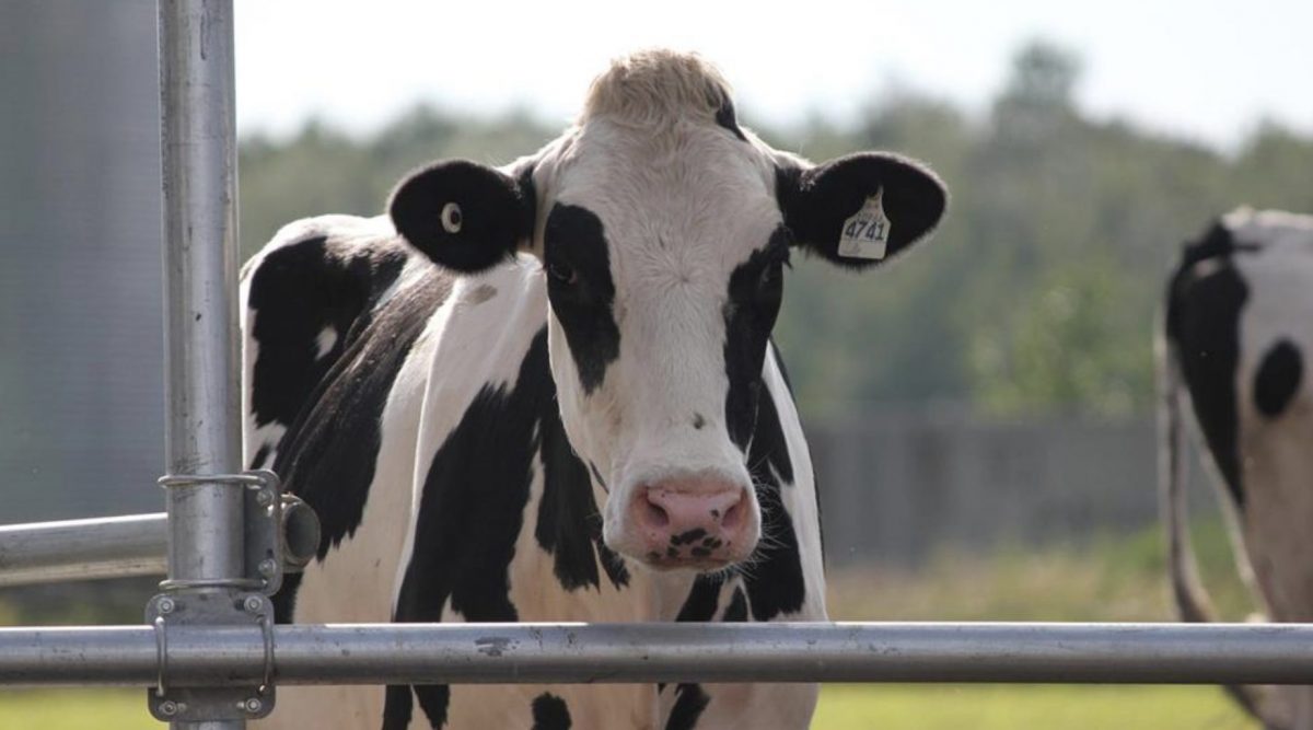 vaca