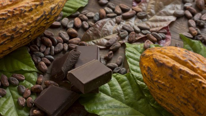 Un estudio asocia el consumo de flavonoides del cacao a un aumento de la cognición en adultos sanos