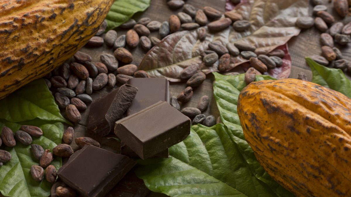 Un estudio asocia el consumo de flavonoides del cacao a un aumento de la cognición en adultos sanos