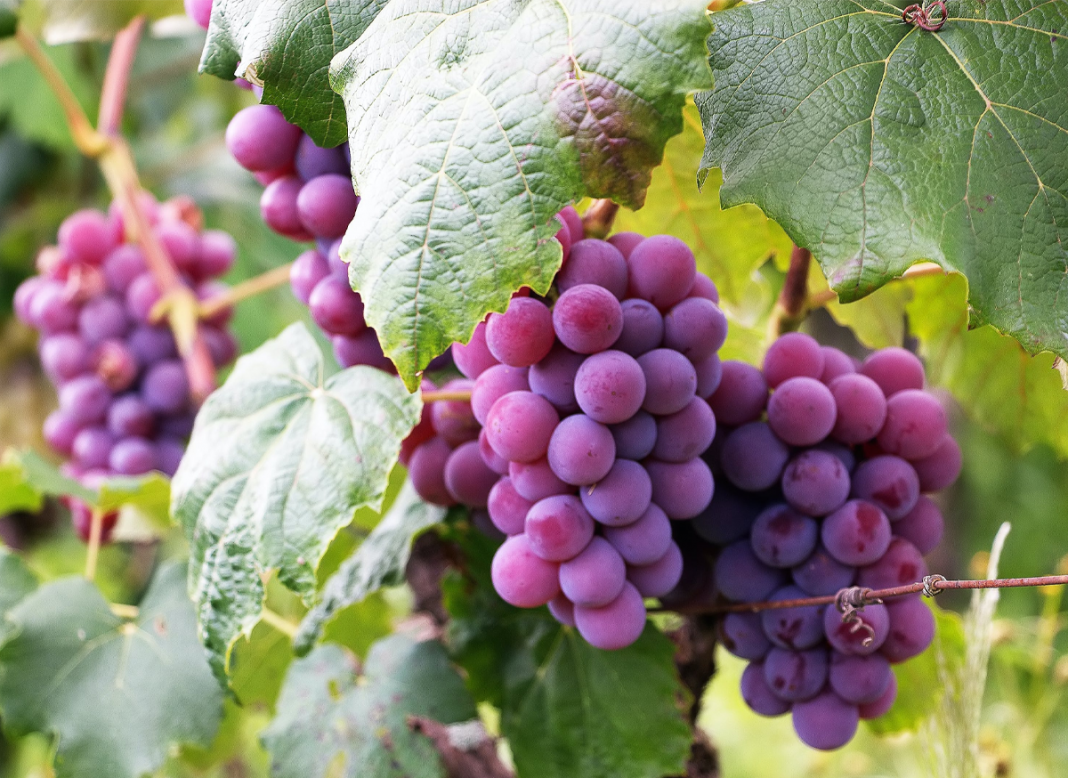 LAS UVAS EN OTRAS DIETAS