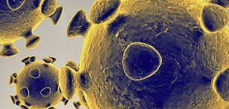 La OMS y China concluyen que el coronavirus es de origen animal y que surgió en diciembre en Wuhan
