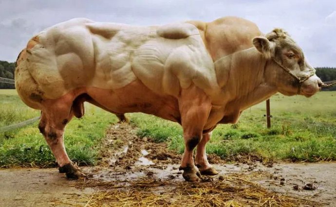 toro musculoso