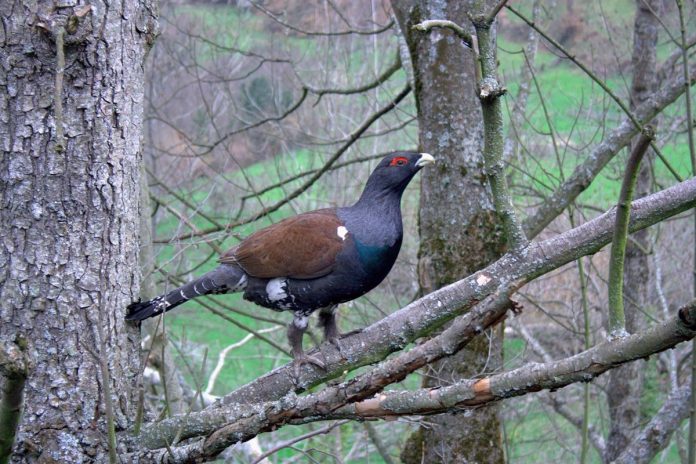 urogallo