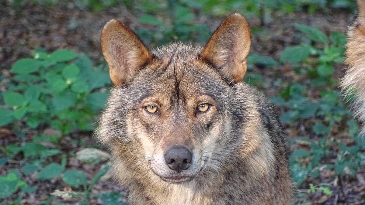lobo