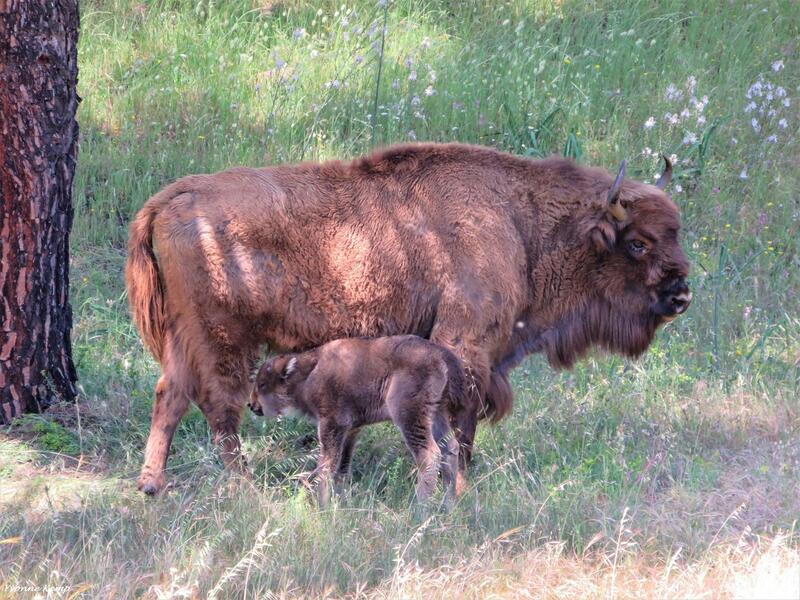 Nace en la Sierra de Andújar el primer bisonte europeo andaluz