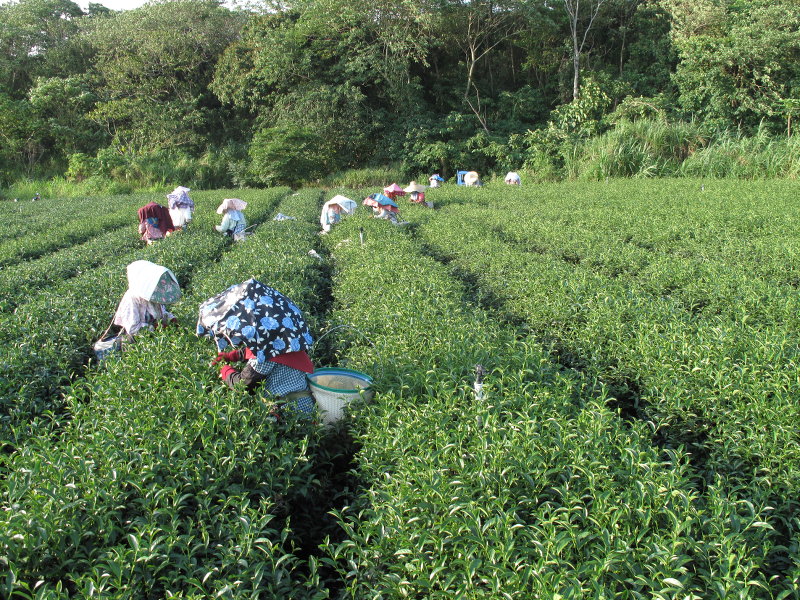 El té se recoge a mano