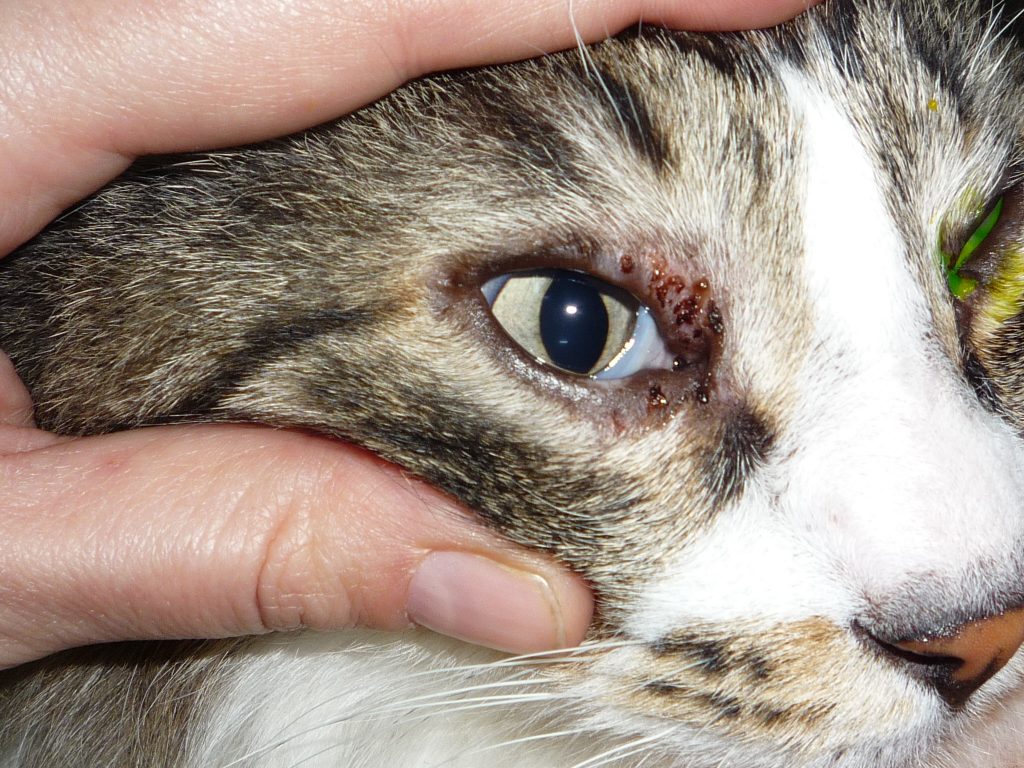 La úlcera corneal en nuestro gatos