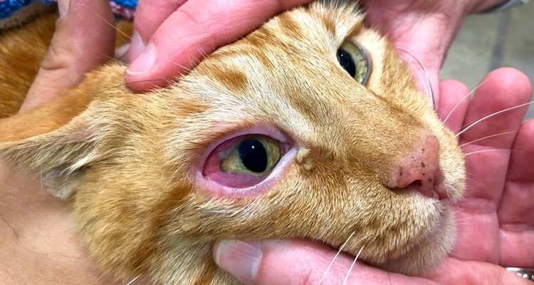 Los ojos rojos por alergia en nuestro gato