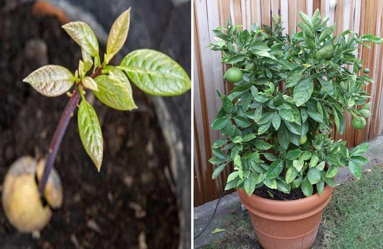 Abonar la planta en pleno crecimiento