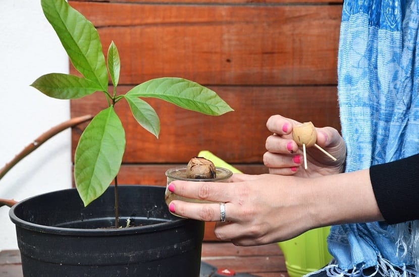 Como y cuando debemos regar la planta de aguacate