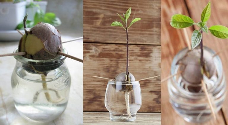 Olvídate de comprarlos: cómo ‘plantar’ tus propios aguacates en casa