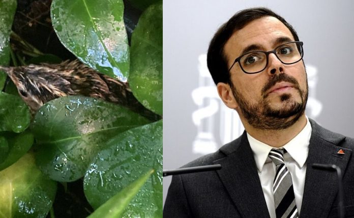 Alberto Garzón codorniz