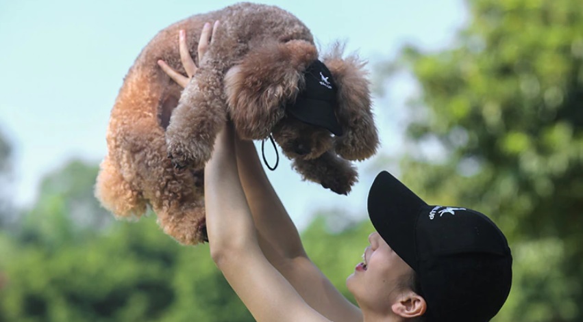 gorra de perro