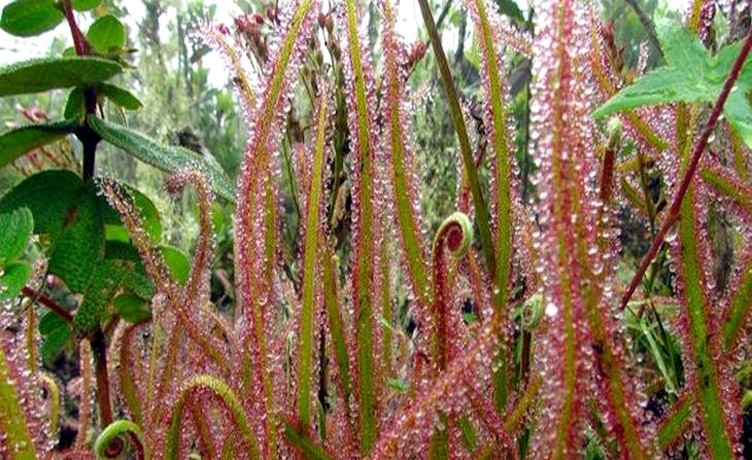 Descubren una nueva planta carnívora en Estados Unidos