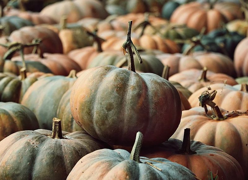 LA CALABAZA, UNA VERDURA QUE AYUDA A CONSERVAR LA MEMORIA