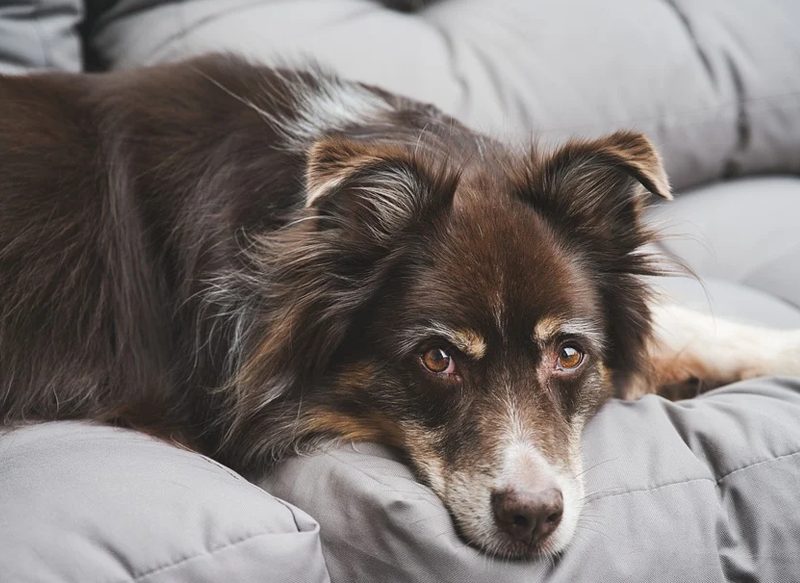 ¿CUÁNTO VIVE UN PERRO?