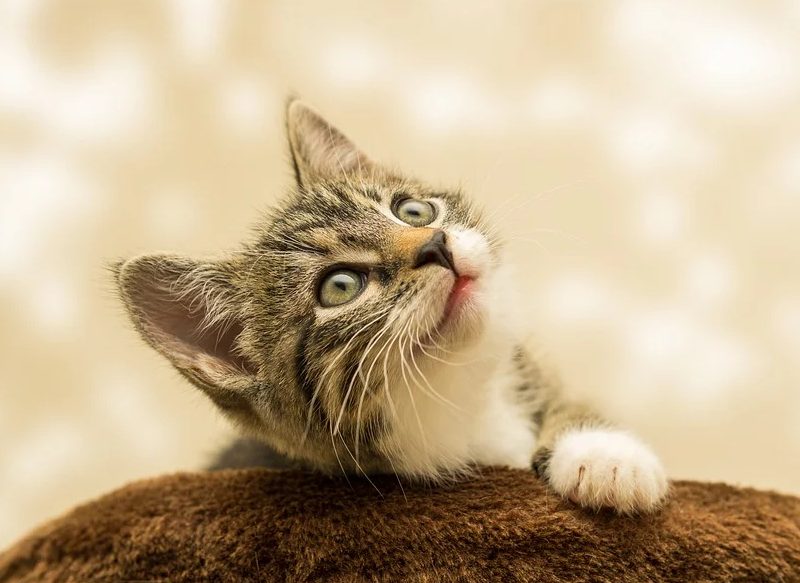 Los beneficios que obtienes por el ronroneo de tu gato
