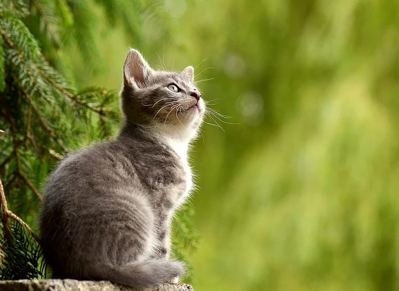 OBSERVA Y PALMA LA MUSCULATURA DE TU GATO