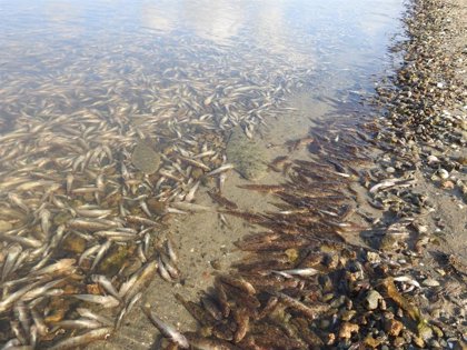 La única solución para la catástrofe del Mar Menor: dos millones para esconder los peces muertos 1 Moncloa fotonoticia 20210831142748 420 Moncloa