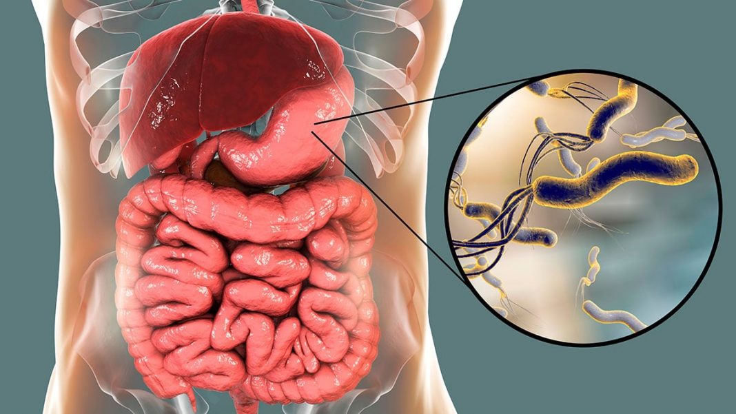 helicobacter-pylori-bacteria