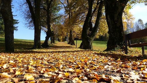 otoño-parque-depresión