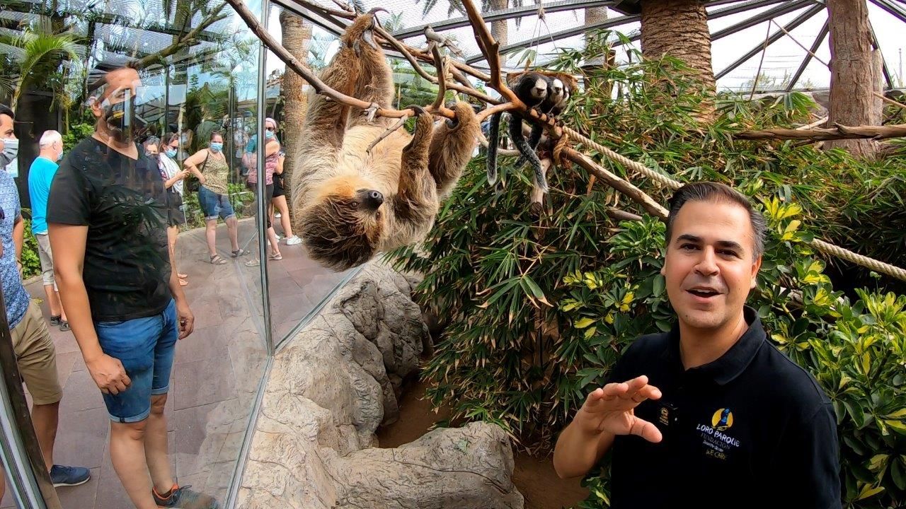 1634640224 Loro Parque conmemora el D a Internacional del Perezoso con un espectacular v deo 01 Moncloa