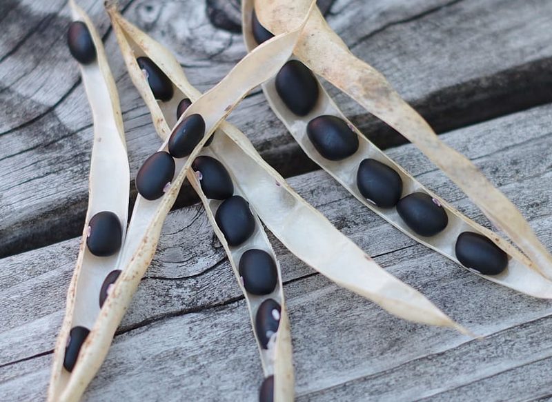 ALUBIAS NEGRAS, IDEALES PARA DESHACERSE DE LA GRASA