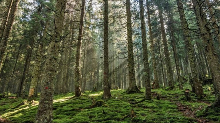 Tribunal de Cuentas Europeo: Bruselas podría haber tomado medidas más contundentes para proteger los bosques