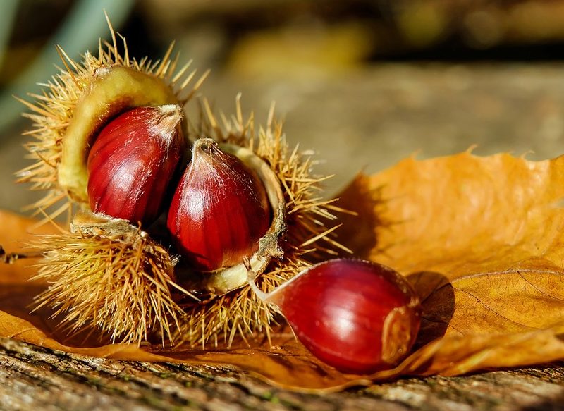 CASTAÑAS, UN FRUTO IDEAL PARA EL OTOÑO