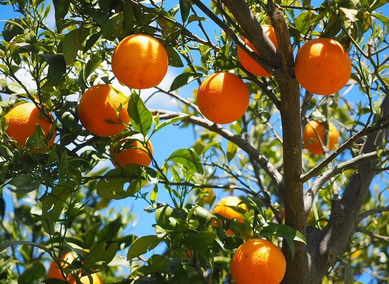 LA CÁSCARA DE LA NARANJA Y SUS NUMEROSAS POSIBILIDADES