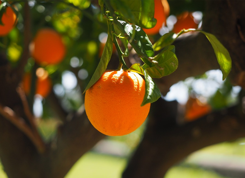 LA CÁSCARA DE NARANJA COMO EXFOLIANTE