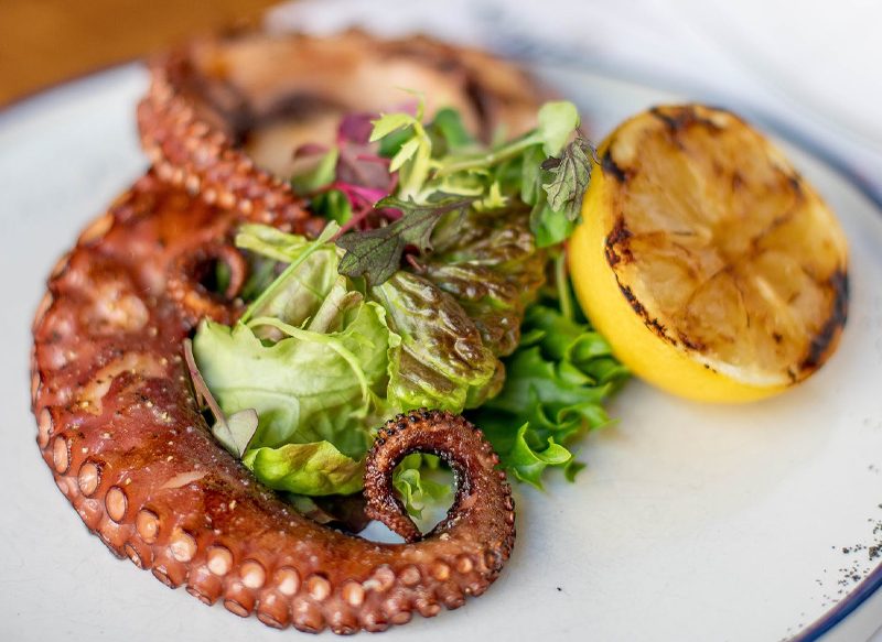 PROPIEDADES DEL PULPO