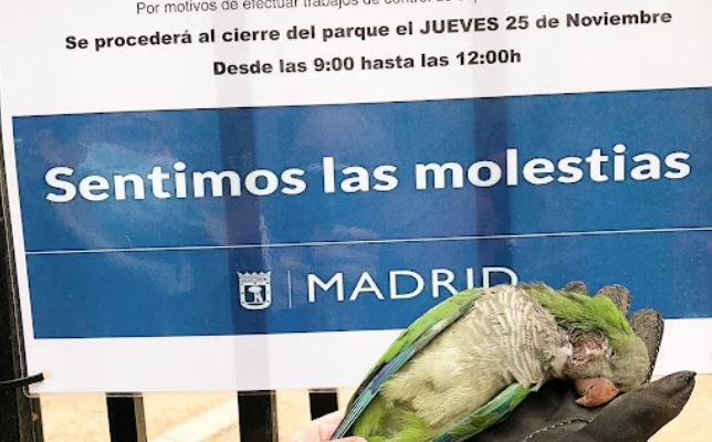 El Ayuntamiento de Madrid empieza su cruzada contra las cotorras, ¿a tiros?