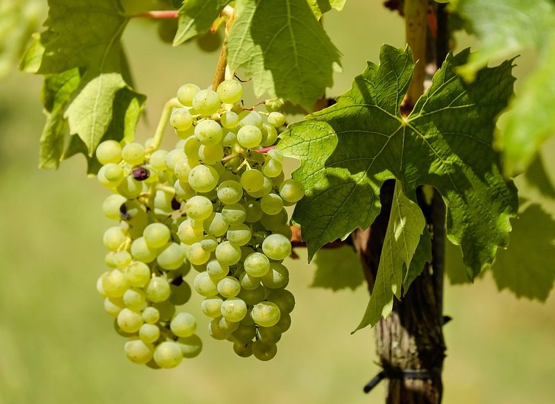 EL ORIGEN DE LA TRADICIÓN DE LAS UVAS DE NOCHEVIEJA