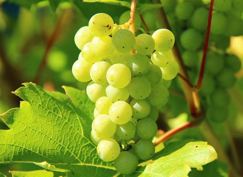 La razón por la que no debes tomar uvas en Nochevieja si tienes más de 65 años