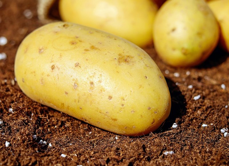 PATATAS, UN BÁSICO DE LA DIETA MEDITERÁNEA