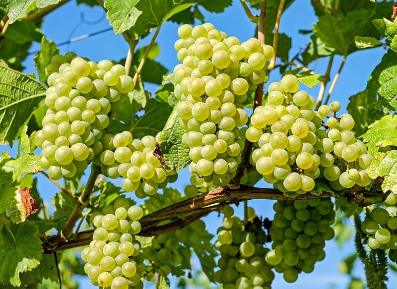 ¿QUÉ UVAS SE COMEN EN NOCHEVIEJA?