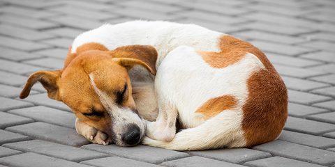 Afecciones digestivas