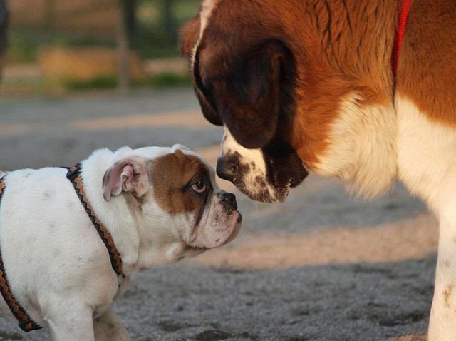 Los San Bernardos y Bulldogs