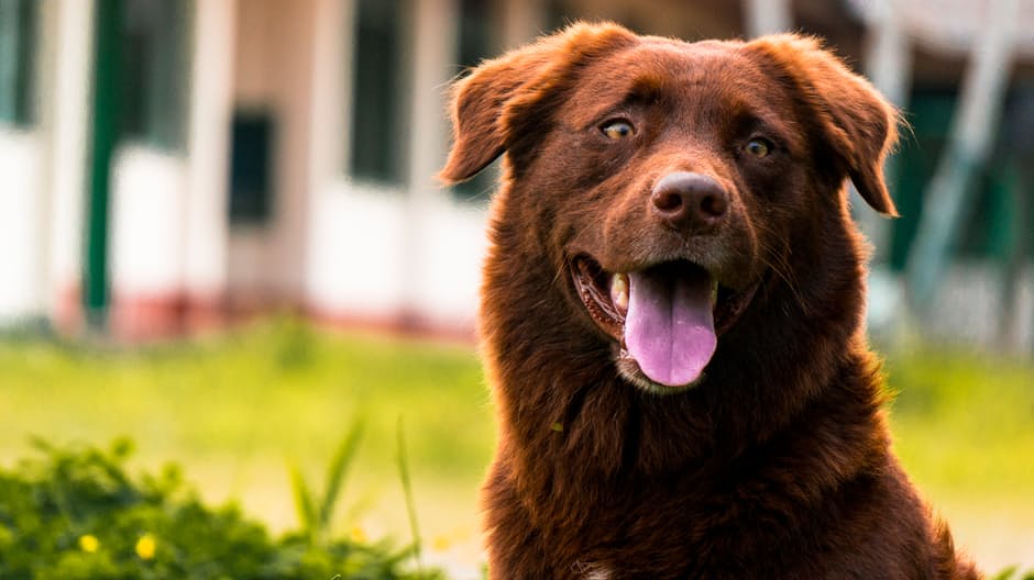 Todas las razas de perros sufren de hipo Moncloa