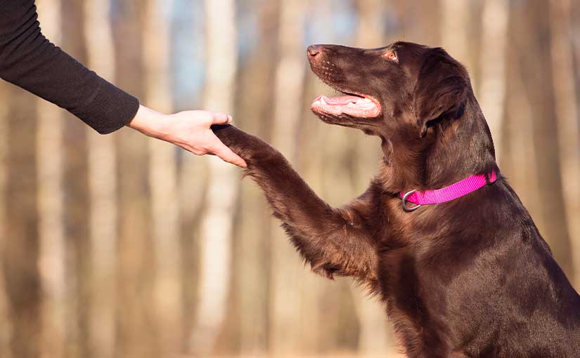 perros