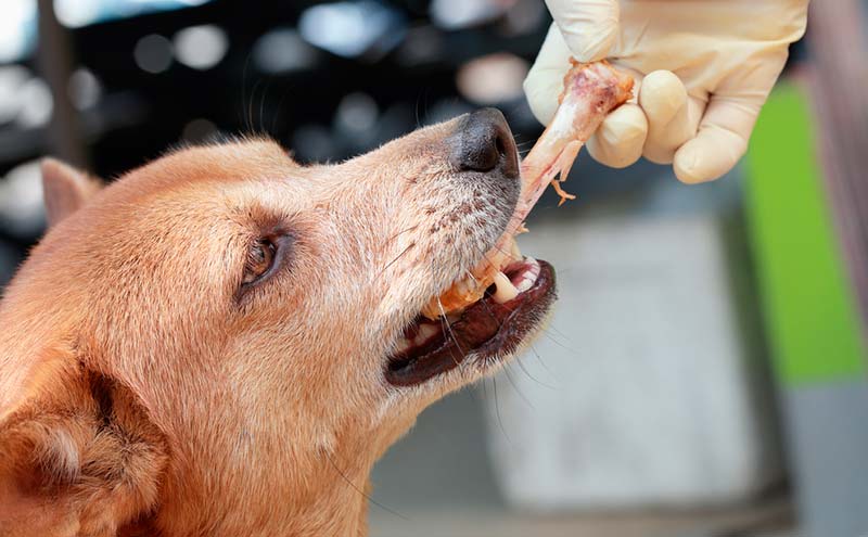 perros grandes comen huesos pollo Moncloa