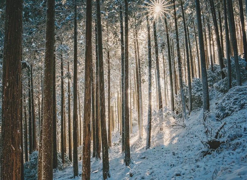 EL FRÍO POLAR NO SERÁ EXTREMO