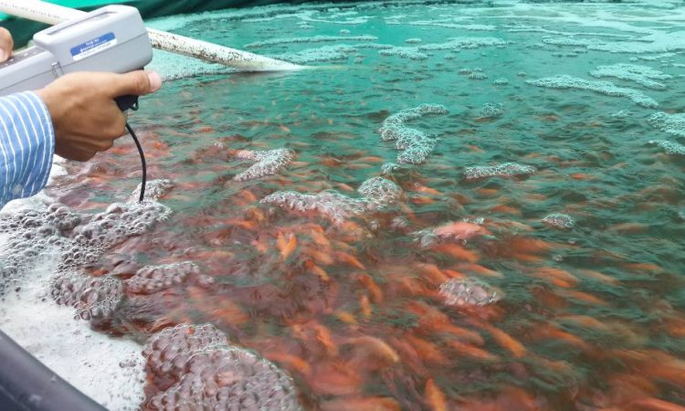  Cultivo de peces y plantas acuáticas