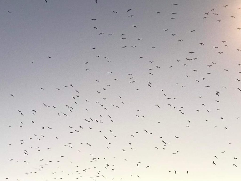 Olores, gaviotas y emisiones de metano: Pinto se planta contra la ampliación del vertedero más grande de España 1 Olores, gaviotas y emisiones de metano: Pinto se planta contra la ampliación del vertedero más grande de España WhatsApp Image 2022 02 24 at 10.57.46