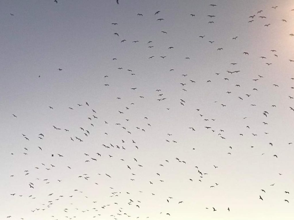 Olores, gaviotas y emisiones de metano: Pinto se planta contra la ampliación del vertedero más grande de España WhatsApp Image 2022 02 24 at 10.57.46